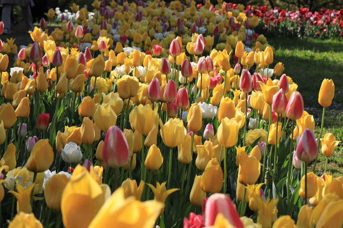 f:id:hanakasumi:20210418113010j:plain