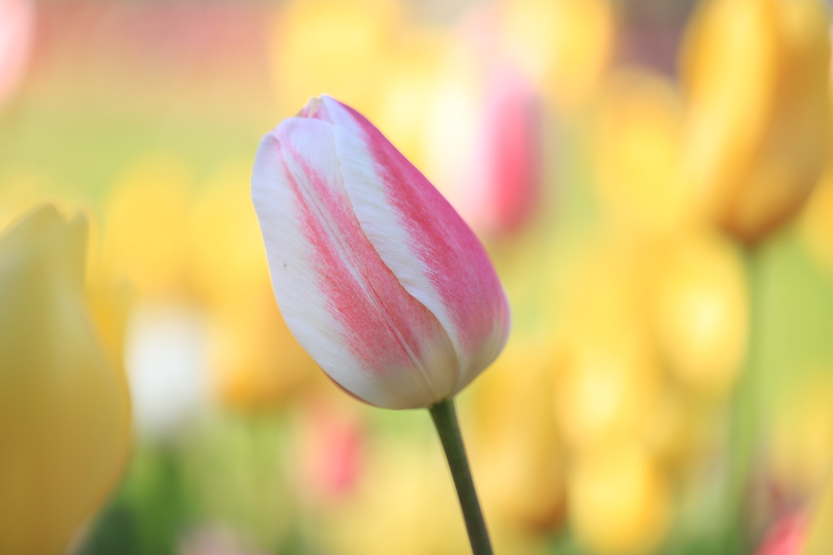 f:id:hanakasumi:20210418113128j:plain