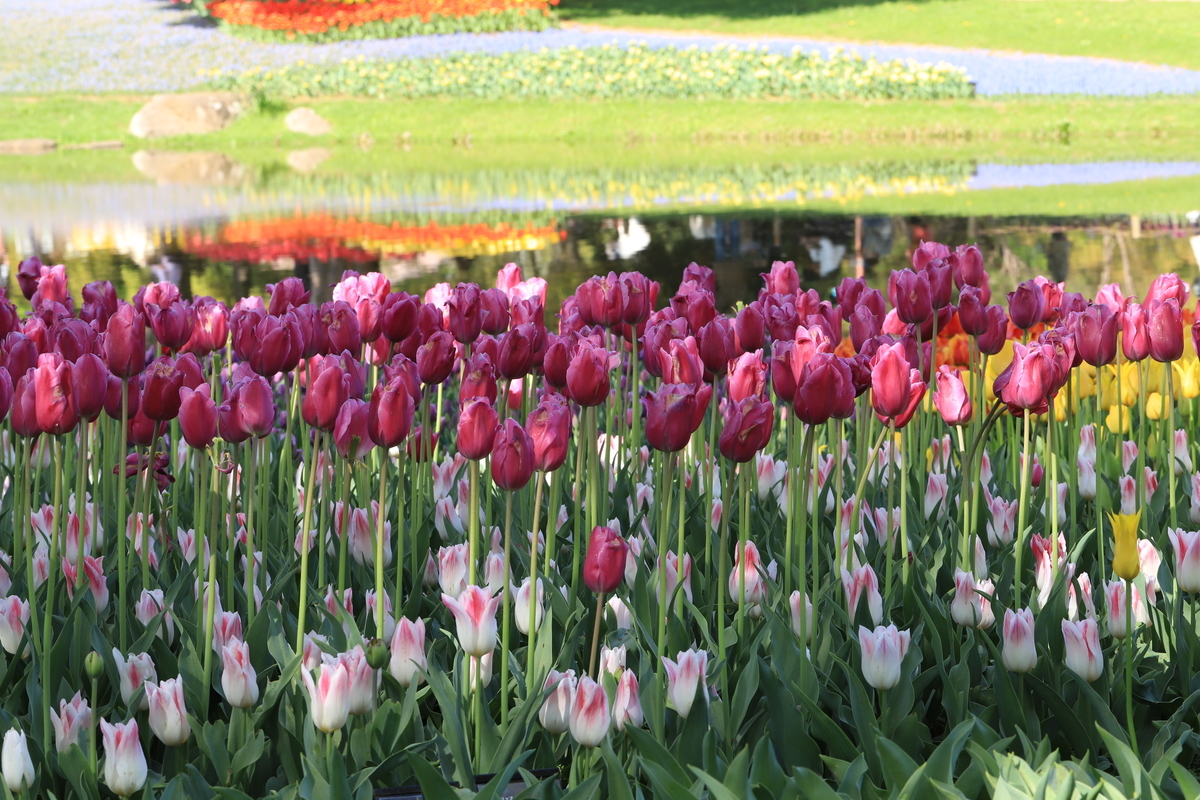 f:id:hanakasumi:20210418113218j:plain