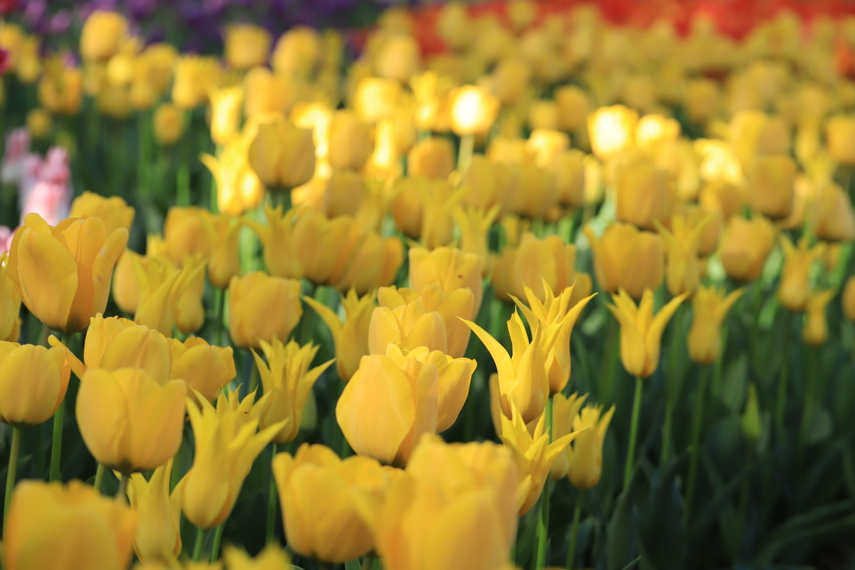 f:id:hanakasumi:20210418113316j:plain