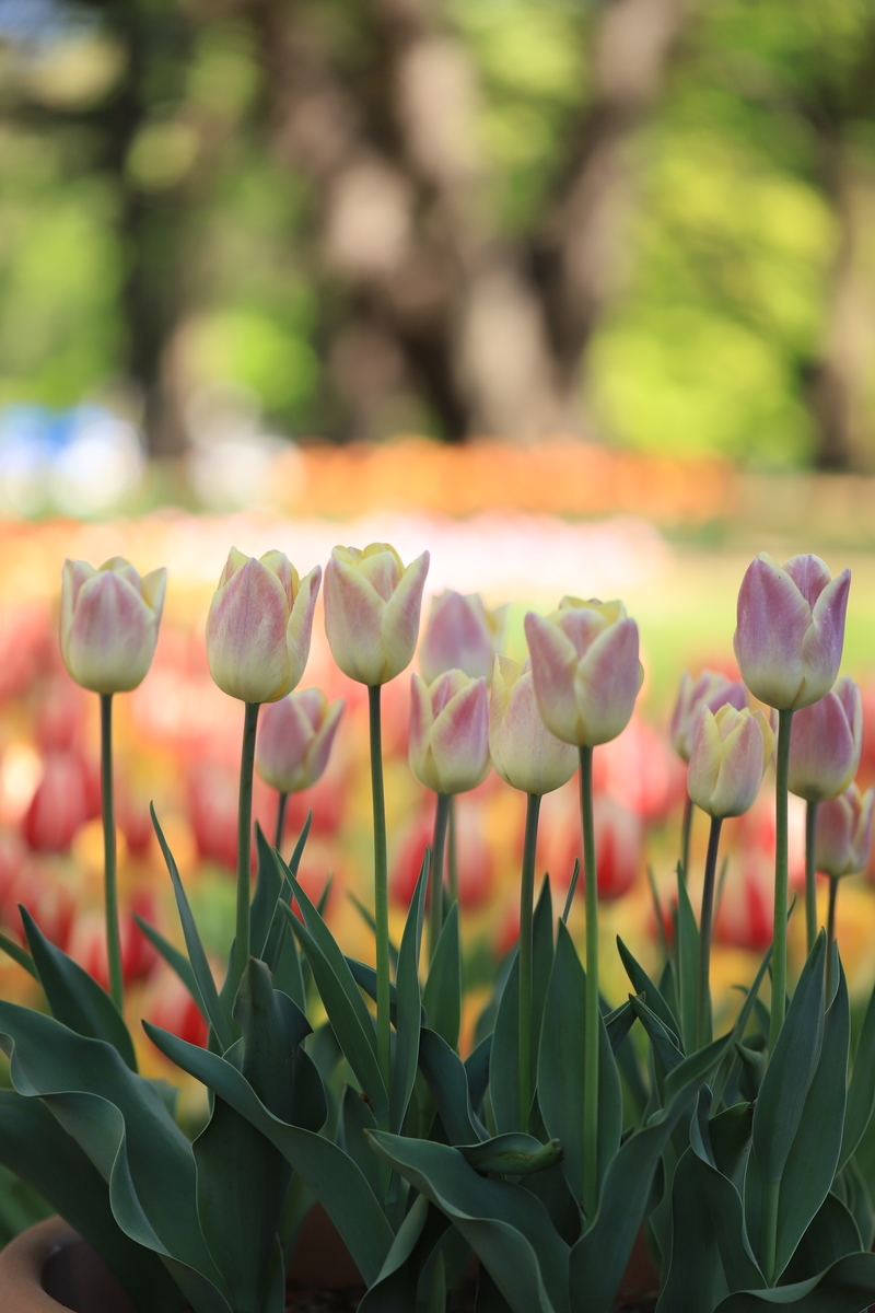 f:id:hanakasumi:20210418113359j:plain