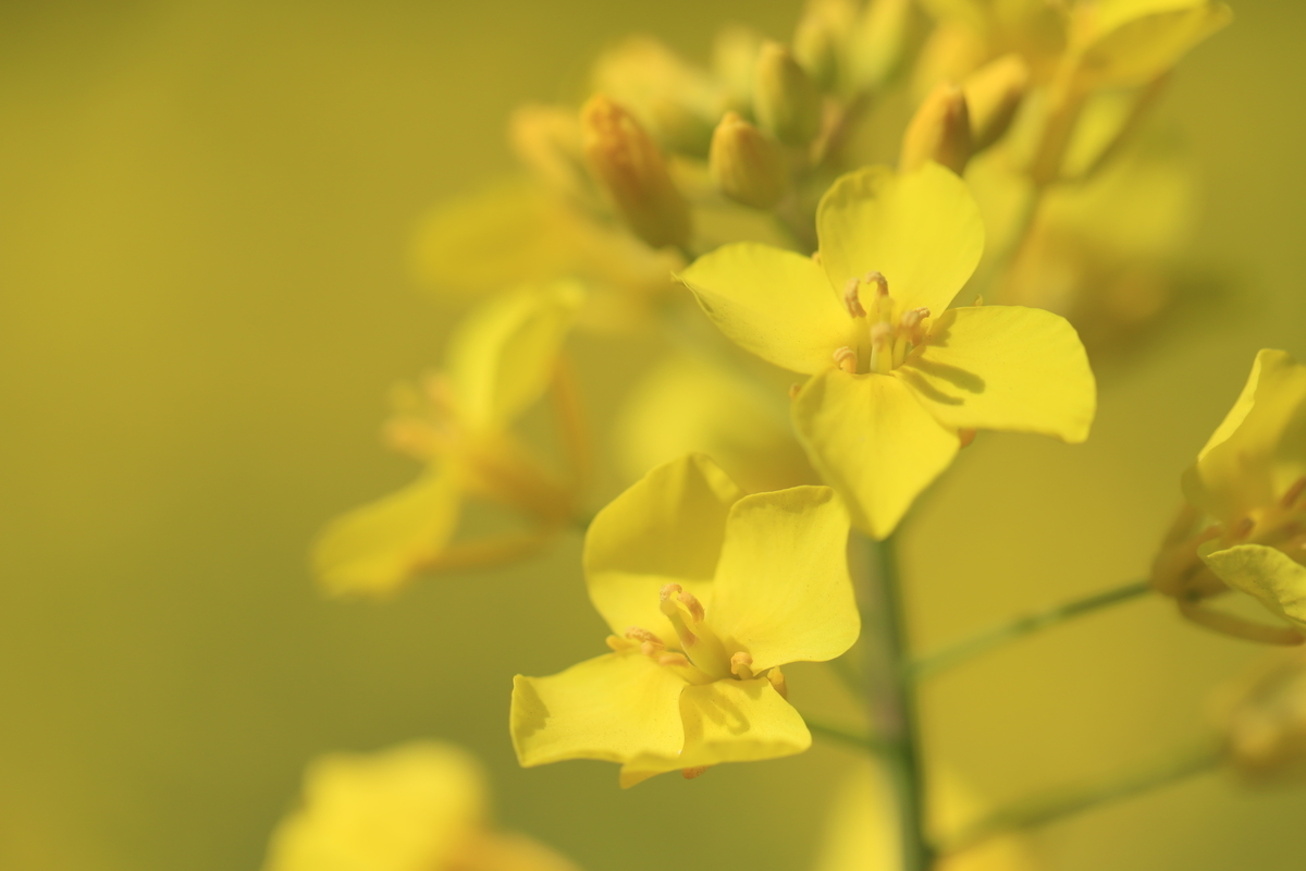 f:id:hanakasumi:20210418113445j:plain