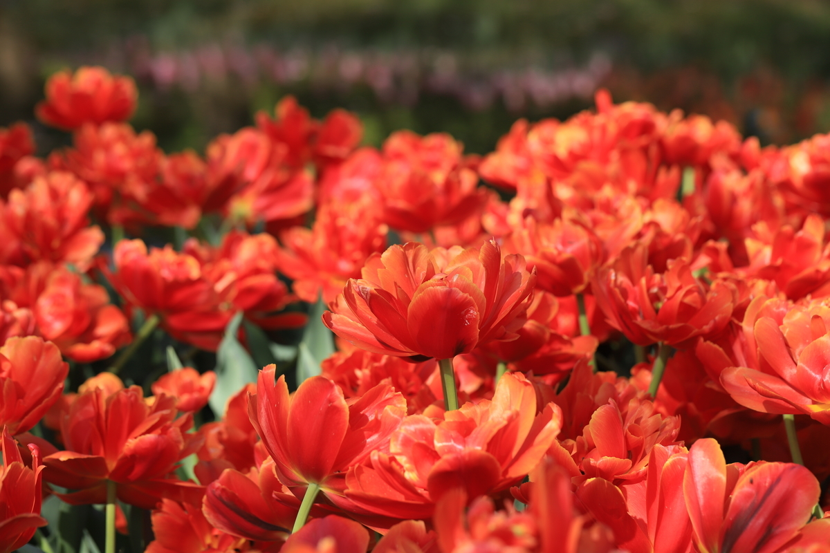 f:id:hanakasumi:20210418113631j:plain