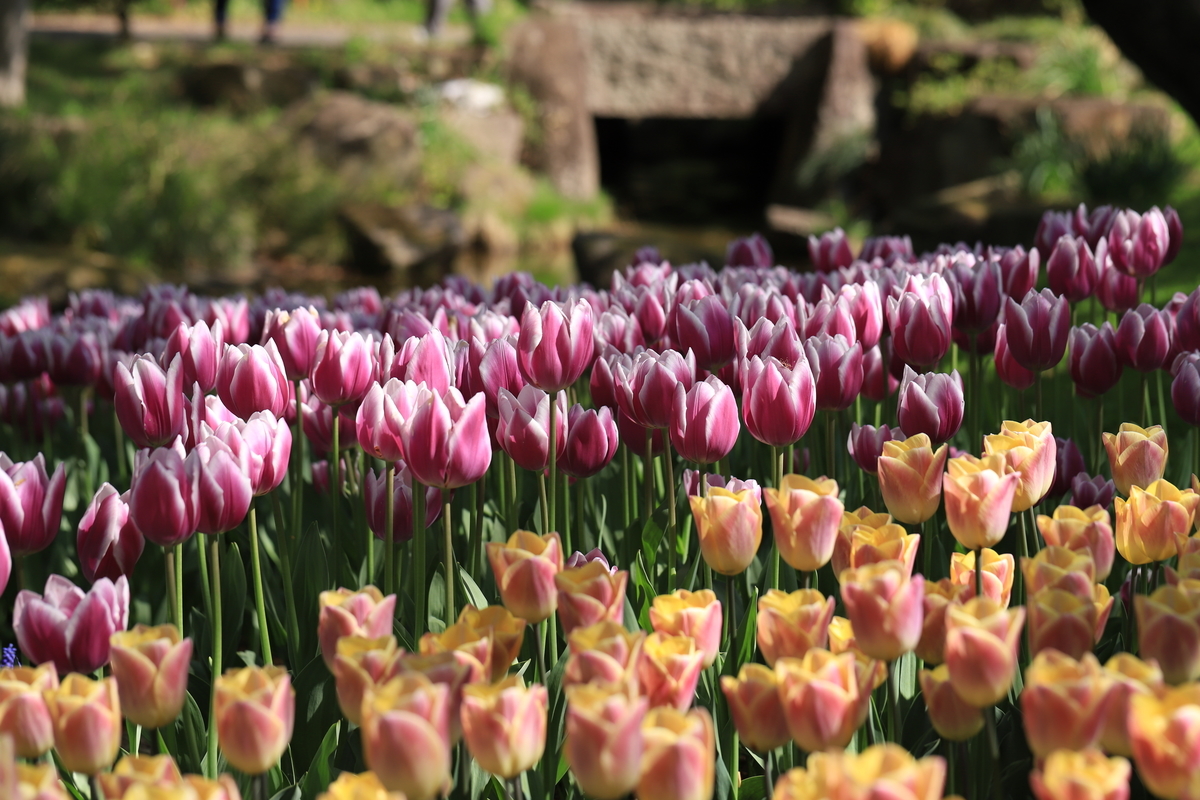 f:id:hanakasumi:20210418113708j:plain