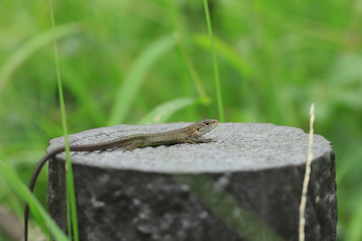 f:id:hanakasumi:20211230124622j:plain