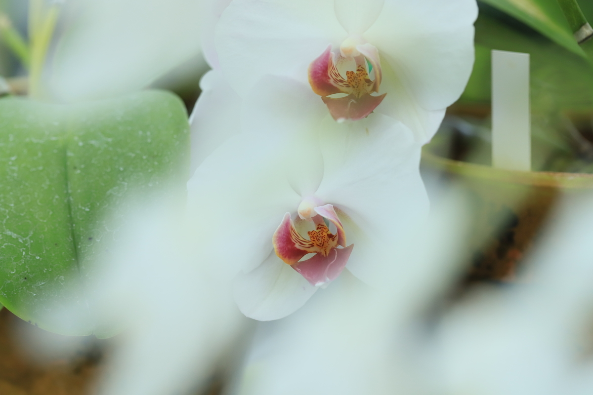 f:id:hanakasumi:20220409102520j:plain