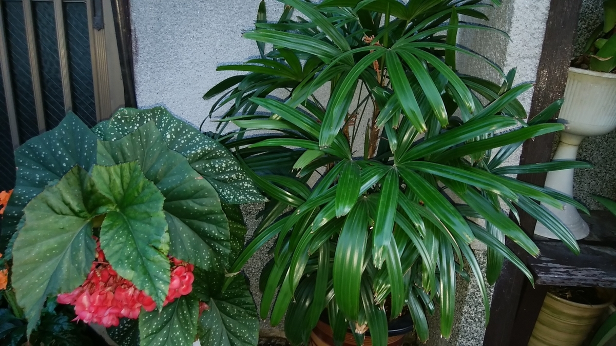 観音竹とは 動植物の人気 最新記事を集めました はてな