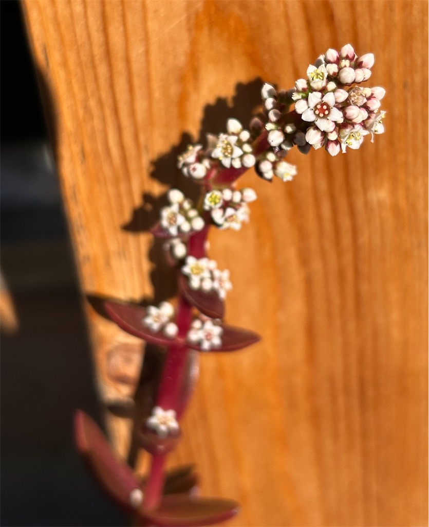 f:id:hanako86:20251206100824j:image