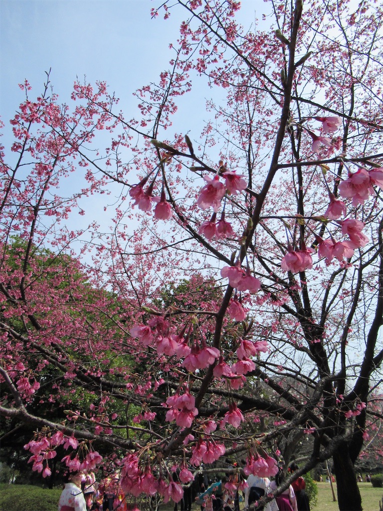 f:id:hanakoaratan:20190401170507j:image