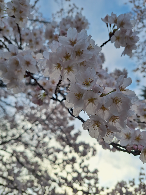 桜の写真