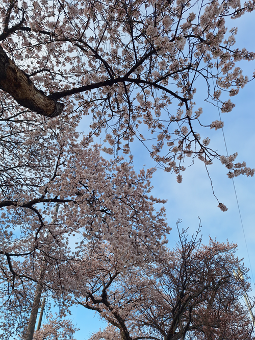 桜の写真