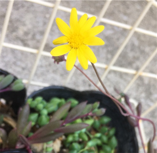 f:id:hanakozukue:20221128141205j:image f:id:hanakozukue:20221128141205j:image