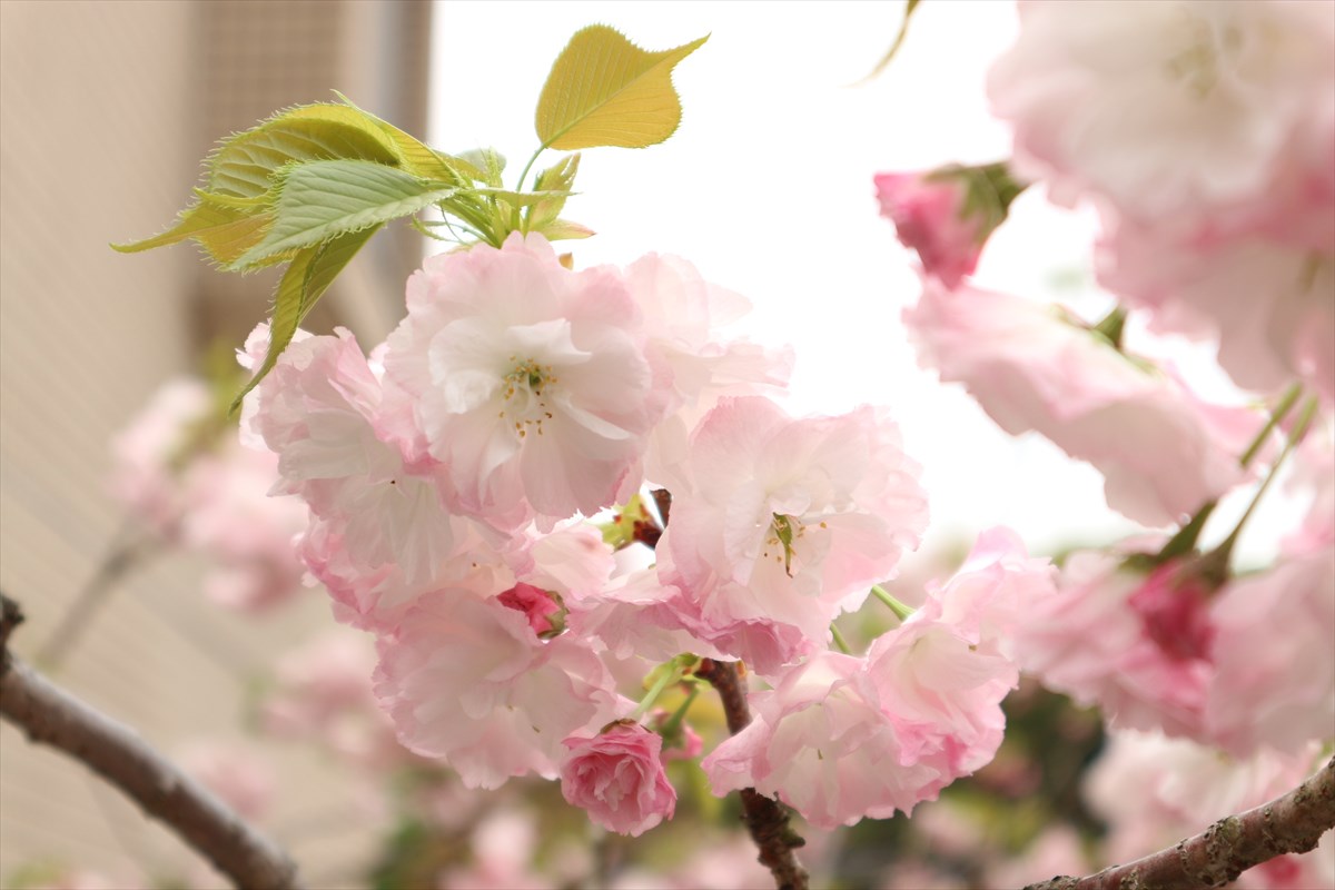 f:id:hanakura145:20210407205045j:plain