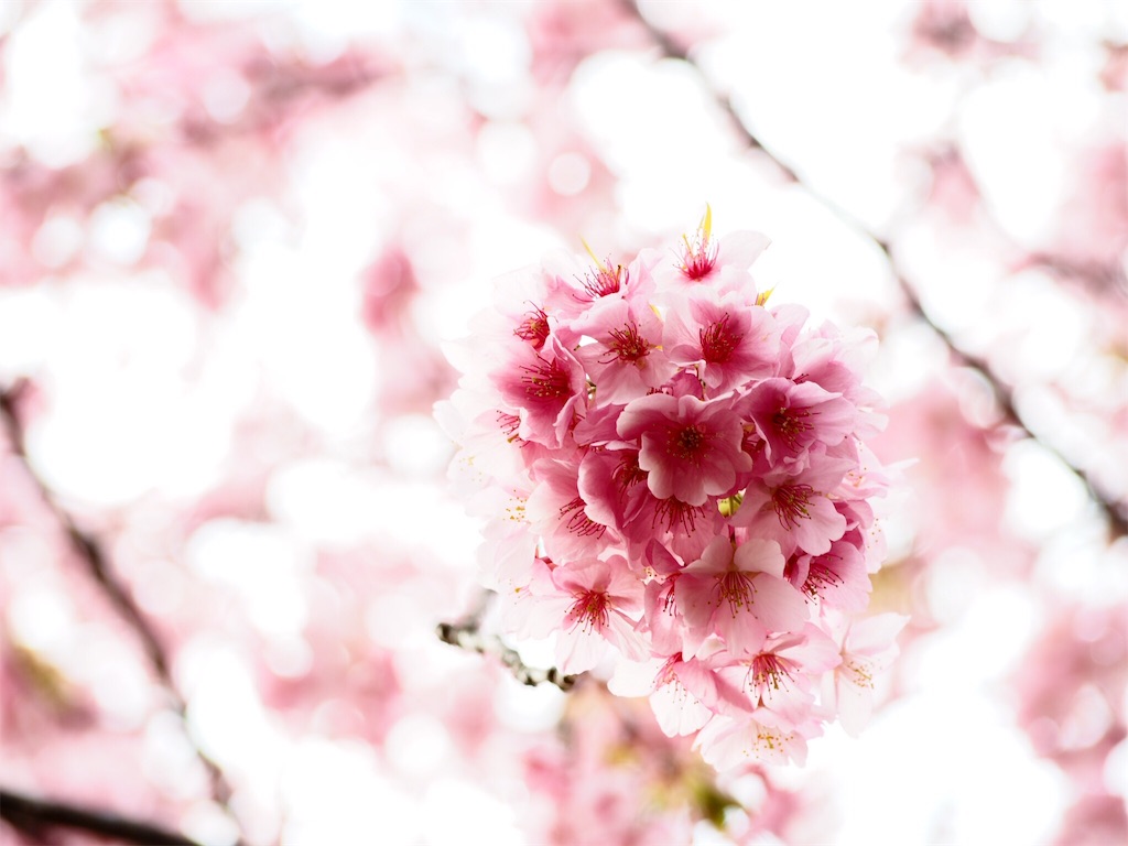 f:id:hanalife2:20190303235039j:image