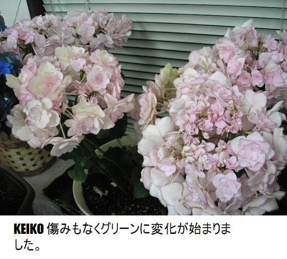 ｋｅｉｋｏピンク Hanalove224のブログ