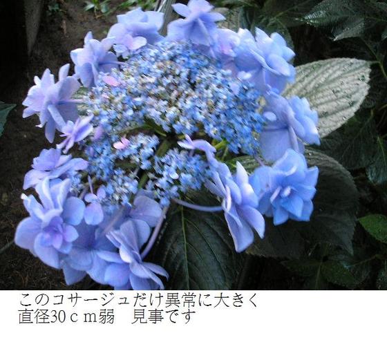 イメージ 6