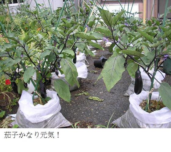 イメージ 7