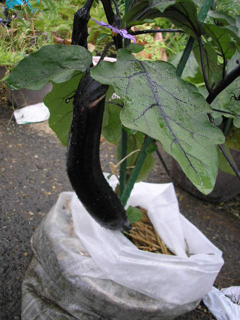 イメージ 9