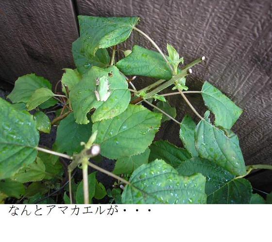 イメージ 3