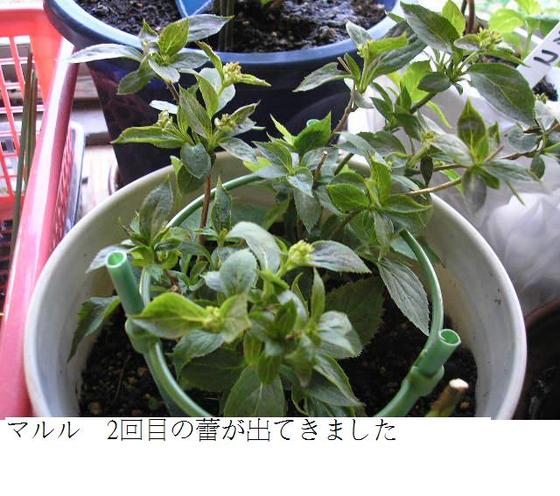 イメージ 5