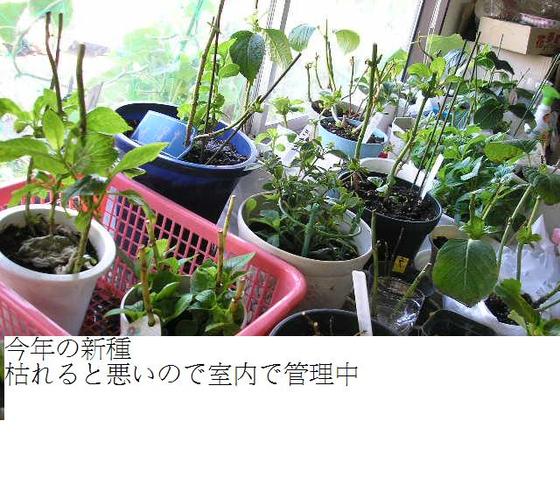 イメージ 7