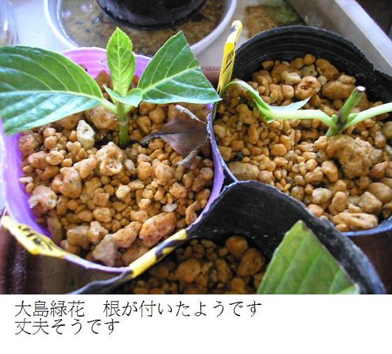 イメージ 8