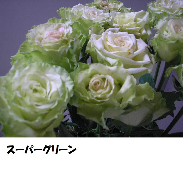 本日のバラ Hanalove224のブログ