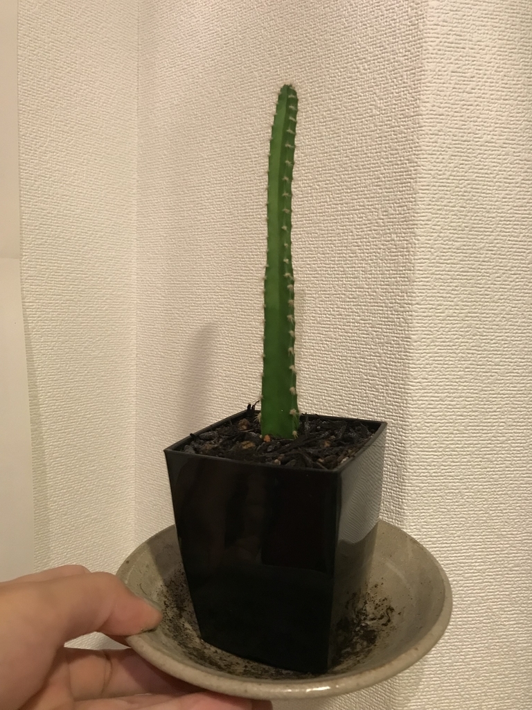 サボテンの胴切りに挑戦してみたレビュー 植物研究 ナチュラルスローライフ