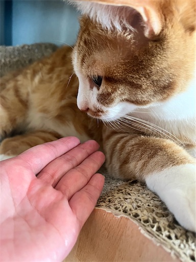 f:id:hanamemo87:20250909015546j:image f:id:hanamemo87:20250909015546j:image