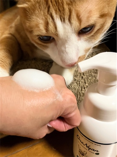 f:id:hanamemo87:20250913091719j:image f:id:hanamemo87:20250913091719j:image