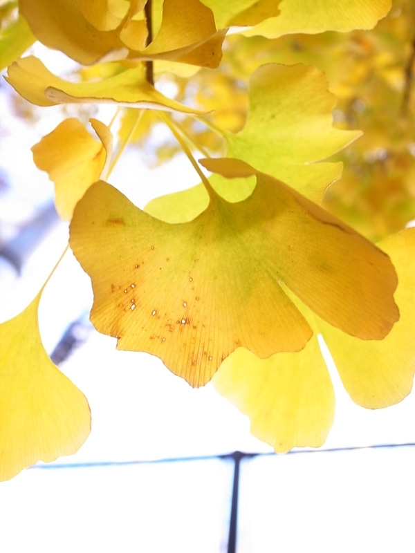f:id:hanamifujita:20201204155347j:plain
