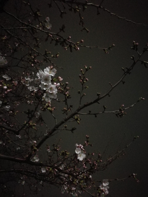 f:id:hanamifujita:20210324214417j:plain
