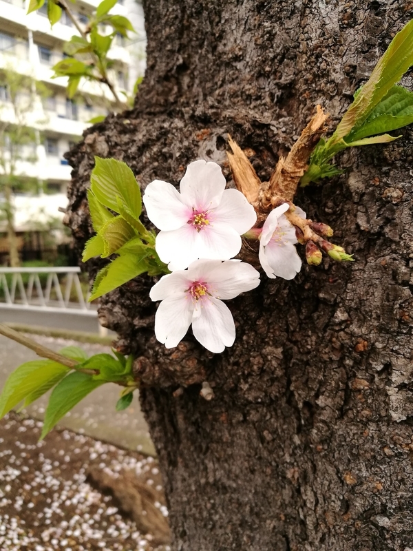 f:id:hanamifujita:20210325205245j:plain