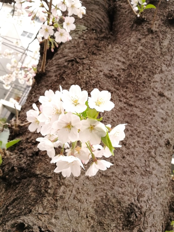 f:id:hanamifujita:20210325205428j:plain