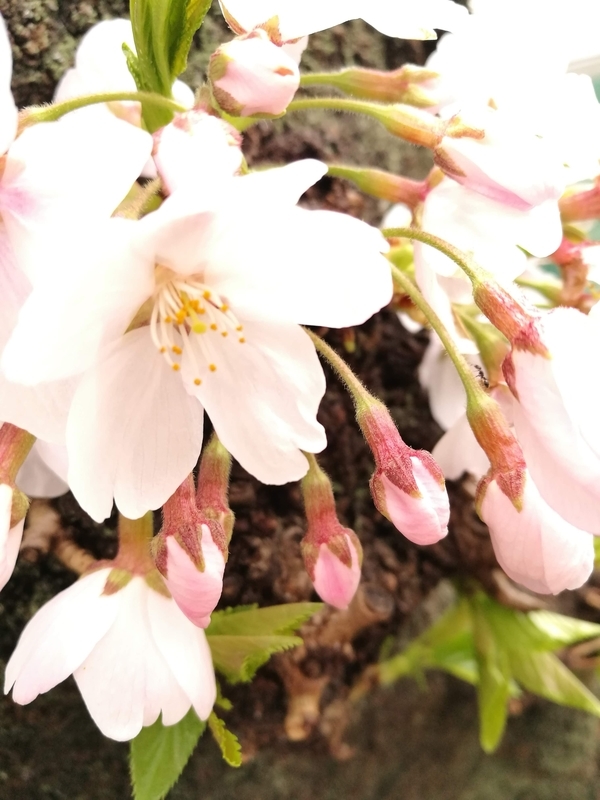 f:id:hanamifujita:20210325205702j:plain