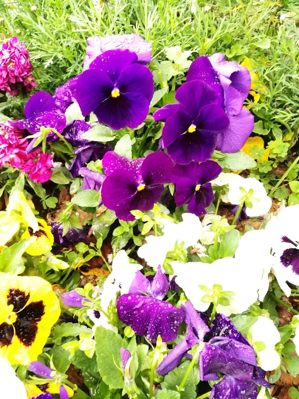 f:id:hanamifujita:20210325210043j:plain