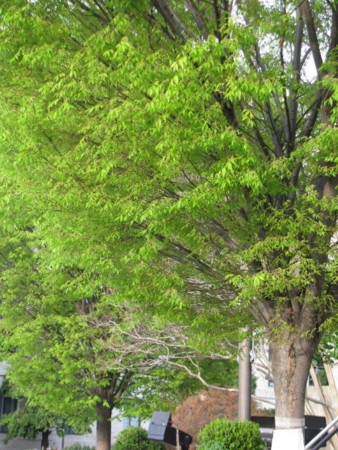 f:id:hanamizuki-notes:20100406110952j:image:h250