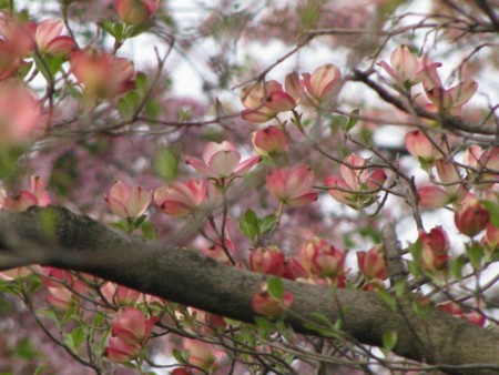 f:id:hanamizuki-notes:20100406110953j:image:w250