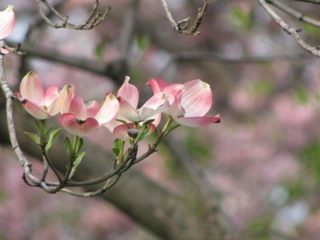 f:id:hanamizuki-notes:20100406110954j:image:w250