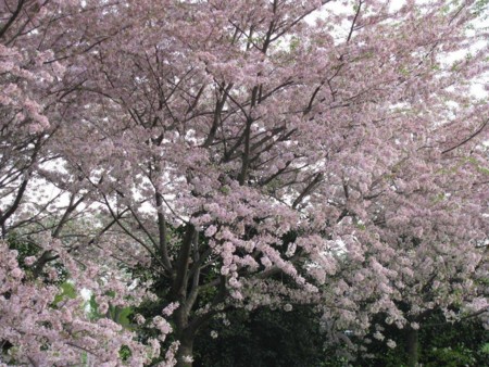 f:id:hanamizuki-notes:20100406111002j:image:w250