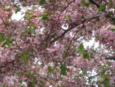 f:id:hanamizuki-notes:20100406111556j:image:w250