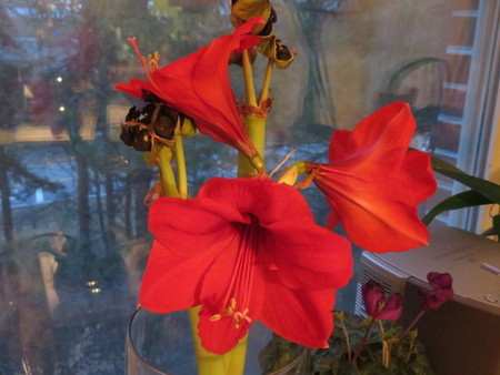 f:id:hanamizuki-notes:20190128071453j:image:w250