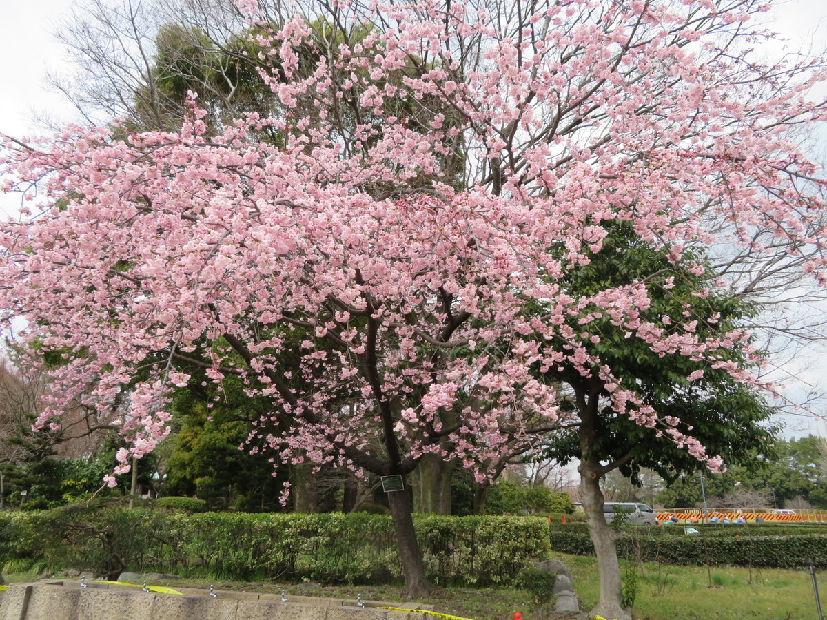 f:id:hanamizuki-notes:20190312122339j:plain