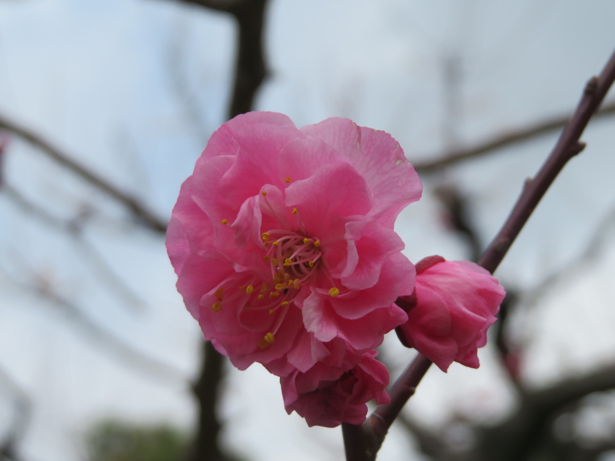 f:id:hanamizuki-notes:20190312122919j:plain