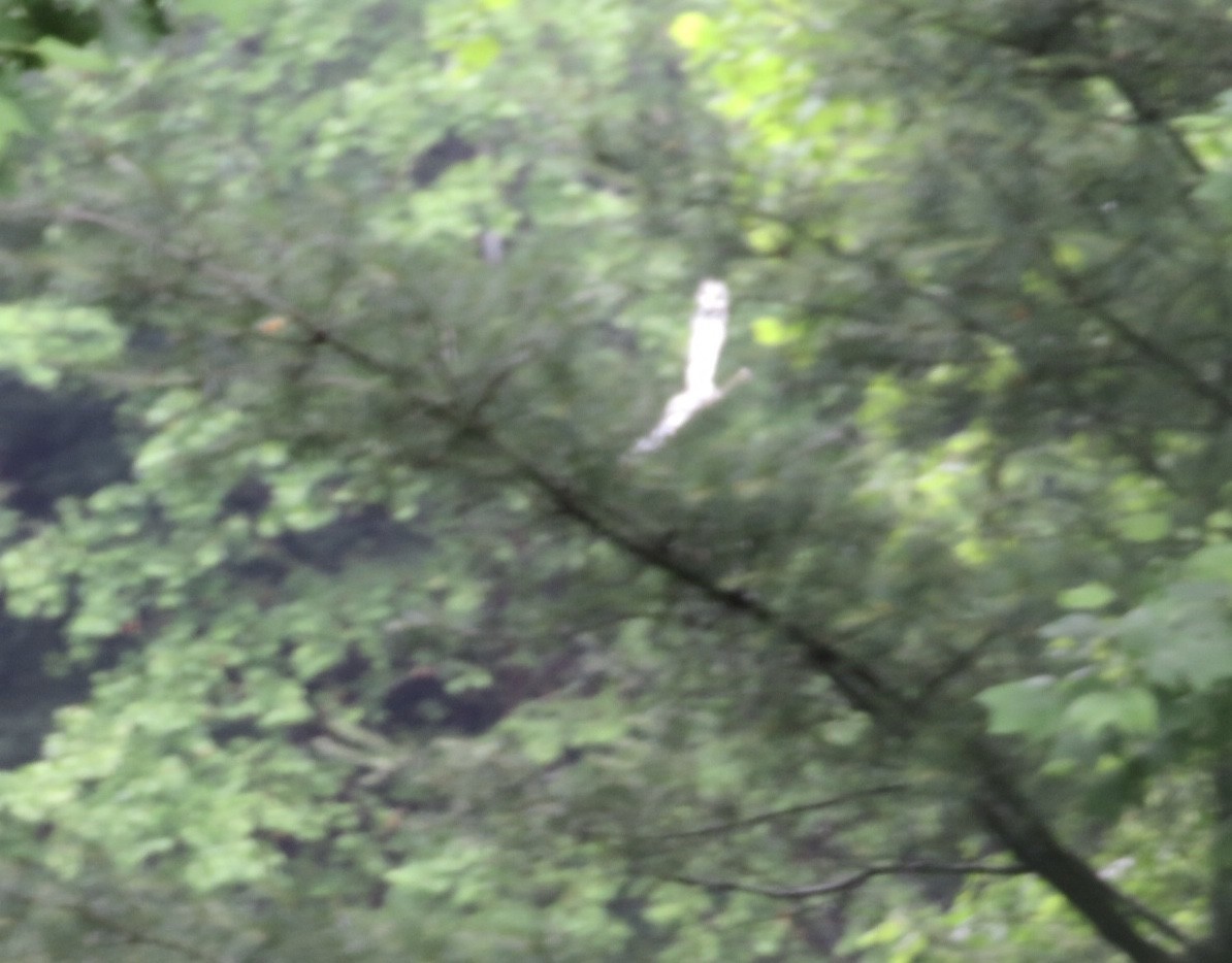 f:id:hanamizuki-notes:20190528094411j:plain