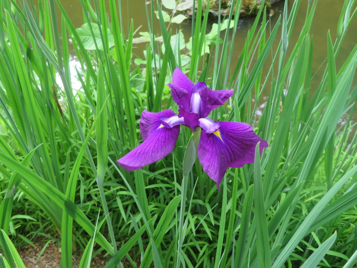f:id:hanamizuki-notes:20190530090058j:plain