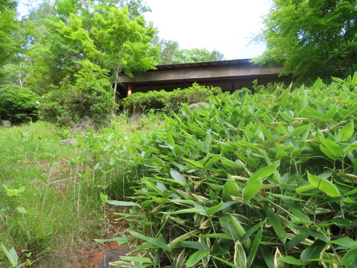 f:id:hanamizuki-notes:20190530090120j:plain