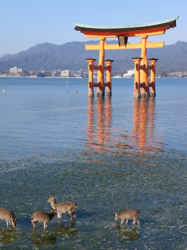 f:id:hanamizuki1966:20101212103016j:image:h400