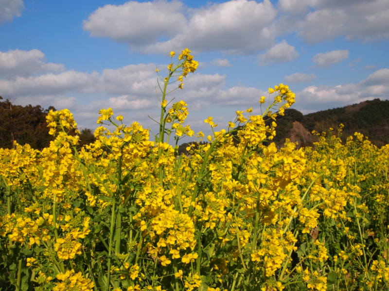 f:id:hanamizuki1966:20110317160718j:image:w500