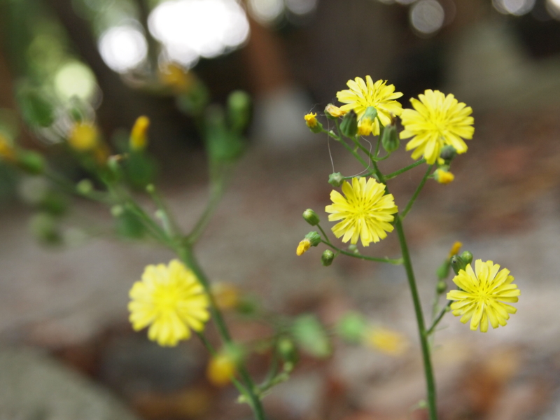 f:id:hanamizuki1966:20110515103656j:image:w400